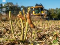 Soya harvest 188