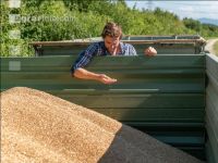 Wheat harvest 227