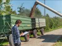 Wheat harvest 219