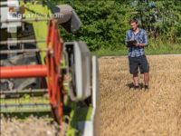 Wheat harvest 217