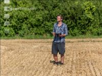 Wheat harvest 216