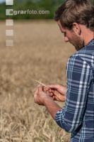 Wheat harvest 215