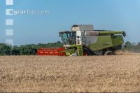 Wheat harvest 213
