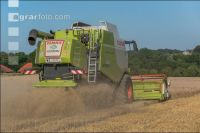 Wheat harvest 211