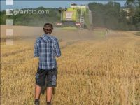Wheat harvest 210