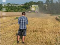 Wheat harvest 209