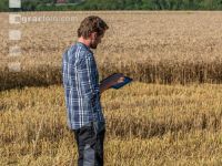 Wheat harvest 208