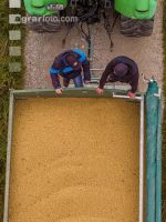 Soya harvest 249