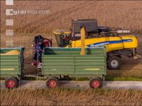 Soya harvest 245