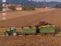 Soya harvest 244