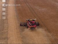 Soya harvest 234