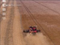 Soya harvest 233