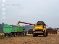 Soya harvest 231