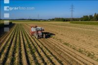Speisekartoffel Ernte 20