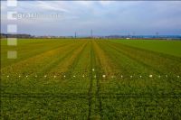 Sugar beet field trial 11
