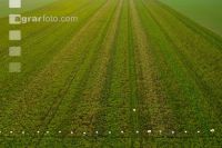 Sugar beet field trial 10