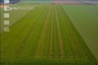 Sugar beet field trial 9