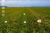 Sugar beet field trial 8