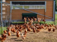 Mobiler Hennenstall 10