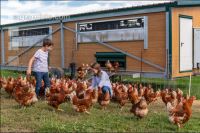 Mobiler Hennenstall 7