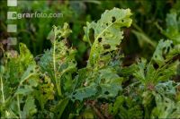 Cercospora Blattfleckenkrankheit 9