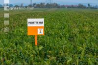 Sugar beet field trial 7