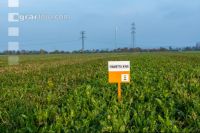 Sugar beet field trial 6