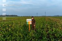 Sugar beet field trial 5
