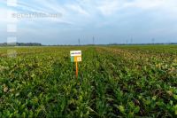 Sugar beet field trial 4