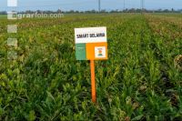 Sugar beet field trial 3