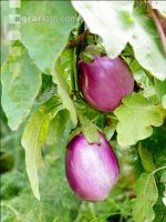 Aubergine 9