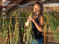 Drying garden herbs 3