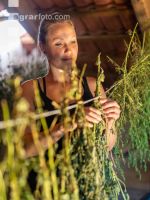 Drying garden herbs 2