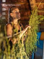 Drying garden herbs 1