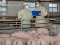Schweineseuchen 8
