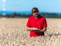 Wheat harvest 254
