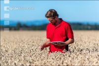 Wheat harvest 253