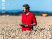 Wheat harvest 252