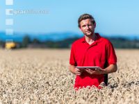 Wheat harvest 251