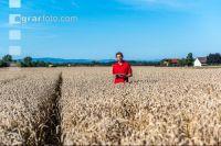 Wheat harvest 250