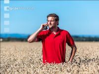 Wheat harvest 249