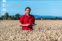 Wheat harvest 248