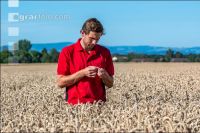 Wheat harvest 247