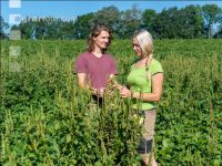 Amaranth in Soja 4