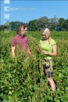 Amaranth in Soja 3