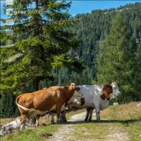 Weidevieh auf Alm 6