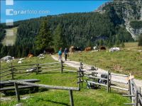 Wanderer und Weidevieh