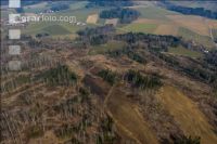 Forest damage by bark beetle 6