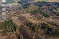 Forest damage by bark beetle 4