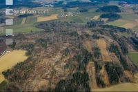 Forest damage by bark beetle 3